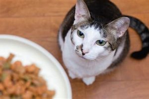 Why Do Cats Get Bored of Their Food? [Solutions] | World’s Most Delicious Foods: Must-Try Dishes from Every Country