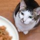 Why Do Cats Get Bored of Their Food? [Solutions] | World’s Most Delicious Foods: Must-Try Dishes from Every Country