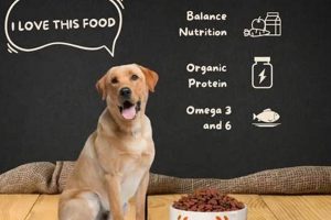 Guide: Best Food for Labradors - Expert Tips & Diet | World’s Most Delicious Foods: Must-Try Dishes from Every Country