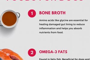 Best Anti Inflammatory Food for Dogs? Diet Guide World’s Most Delicious Foods: Must-Try Dishes from Every Country Best Anti Inflammatory Food for Dogs? Diet Guide | World’s Most Delicious Foods: Must-Try Dishes from Every Country