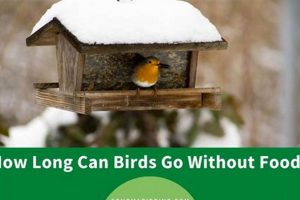 Bird Food: How Long Can a Bird Go Without Food Guide? | World’s Most Delicious Foods: Must-Try Dishes from Every Country