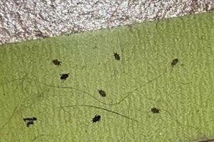 Cat Food Bugs: Prevent & Protect Your Pet World’s Most Delicious Foods: Must-Try Dishes from Every Country Cat Food Bugs: Prevent & Protect Your Pet | World’s Most Delicious Foods: Must-Try Dishes from Every Country