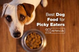 Guide: Best Food for Picky Dogs - Top Choices! World’s Most Delicious Foods: Must-Try Dishes from Every Country Guide: Best Food for Picky Dogs - Top Choices! | World’s Most Delicious Foods: Must-Try Dishes from Every Country