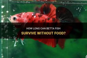 Betta's Food Freedom: How Long Can a Betta Survive Without Food? | World’s Most Delicious Foods: Must-Try Dishes from Every Country