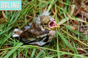 Baby Birds: How Long Can They Survive Without Food? Tips | World’s Most Delicious Foods: Must-Try Dishes from Every Country