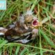 Baby Birds: How Long Can They Survive Without Food? Tips | World’s Most Delicious Foods: Must-Try Dishes from Every Country