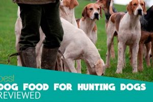Top-Rated: Best Dog Food for Hunting Dogs - Fuel Your Hunter | World’s Most Delicious Foods: Must-Try Dishes from Every Country