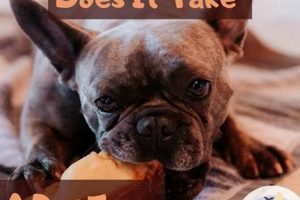 Dog Digestion: How Long Does It Take to Digest Food? | World’s Most Delicious Foods: Must-Try Dishes from Every Country