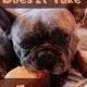 Dog Digestion: How Long Does It Take to Digest Food? | World’s Most Delicious Foods: Must-Try Dishes from Every Country
