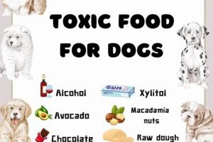 Dog-Safe: Toxic Food for Dogs PDF - Free Guide! | World’s Most Delicious Foods: Must-Try Dishes from Every Country
