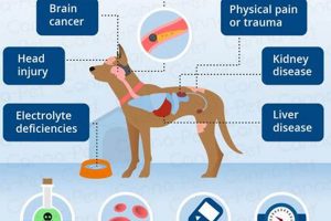 Dog Food & Seizures: Can Diet Cause Them in Dogs? | World’s Most Delicious Foods: Must-Try Dishes from Every Country