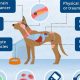 Dog Food & Seizures: Can Diet Cause Them in Dogs? | World’s Most Delicious Foods: Must-Try Dishes from Every Country
