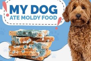 My Dog Ate Moldy Food?!: Risks &amp; What to Do | World’s Most Delicious Foods: Must-Try Dishes from Every Country