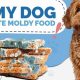 My Dog Ate Moldy Food?!: Risks &amp; What to Do | World’s Most Delicious Foods: Must-Try Dishes from Every Country