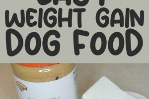 Best Food to Make Dog Gain Weight [Healthy Tips] | World’s Most Delicious Foods: Must-Try Dishes from Every Country