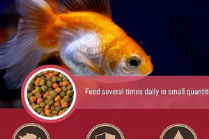 Can Goldfish Eat Tropical Food? Diet Tips & Dangers | World’s Most Delicious Foods: Must-Try Dishes from Every Country