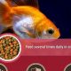Can Goldfish Eat Tropical Food? Diet Tips & Dangers | World’s Most Delicious Foods: Must-Try Dishes from Every Country