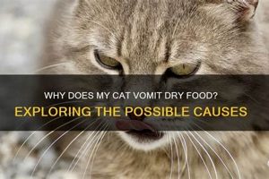 Help! Why Cat Vomits Dry Food? Causes & Solutions World’s Most Delicious Foods: Must-Try Dishes from Every Country Help! Why Cat Vomits Dry Food? Causes & Solutions | World’s Most Delicious Foods: Must-Try Dishes from Every Country