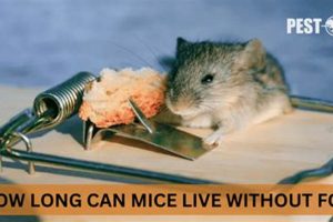 Can Mice Last? How Long Can Mice Live Without Food + Tips World’s Most Delicious Foods: Must-Try Dishes from Every Country Can Mice Last? How Long Can Mice Live Without Food + Tips | World’s Most Delicious Foods: Must-Try Dishes from Every Country