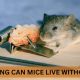Can Mice Last? How Long Can Mice Live Without Food + Tips | World’s Most Delicious Foods: Must-Try Dishes from Every Country