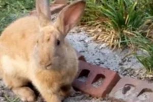 Safe or Not? Can Rabbits Eat Bird Food? Guide & Tips | World’s Most Delicious Foods: Must-Try Dishes from Every Country