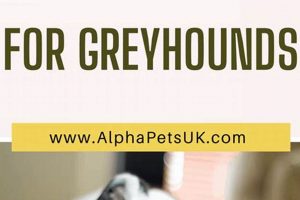 The Best Food for Greyhounds: A Complete Guide | World’s Most Delicious Foods: Must-Try Dishes from Every Country