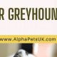 The Best Food for Greyhounds: A Complete Guide | World’s Most Delicious Foods: Must-Try Dishes from Every Country