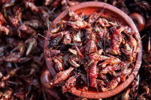 Exploring Bizarre Mexican Food: A Culinary Mexico Adventure World’s Most Delicious Foods: Must-Try Dishes from Every Country Exploring Bizarre Mexican Food: A Culinary Mexico Adventure | World’s Most Delicious Foods: Must-Try Dishes from Every Country