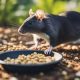 The Dangers if Rats Can Eat Bird Food? Know Now! | World’s Most Delicious Foods: Must-Try Dishes from Every Country