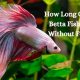 Betta Food: How Long Can a Betta Fish Go Without Food? (Guide) | World’s Most Delicious Foods: Must-Try Dishes from Every Country