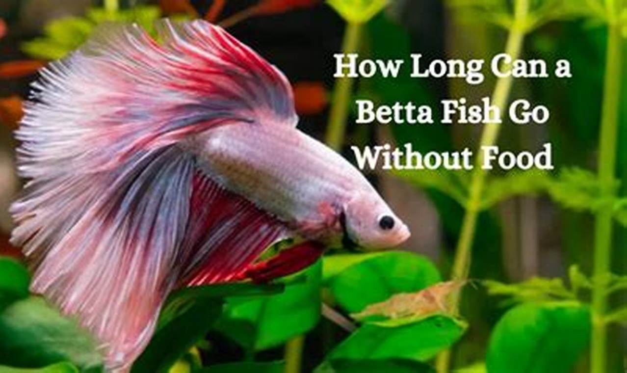 Betta Food: How Long Can a Betta Fish Go Without Food? (Guide) | World’s Most Delicious Foods: Must-Try Dishes from Every Country