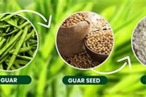 Is Guar Gum in Dog Food Safe? Benefits & Risks | World’s Most Delicious Foods: Must-Try Dishes from Every Country