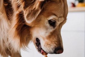 Boost Meals: Best Dog Food Topper Guide [2024] | World’s Most Delicious Foods: Must-Try Dishes from Every Country