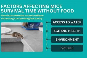Can Mice Survive? How Long Without Food [Explained] | World’s Most Delicious Foods: Must-Try Dishes from Every Country