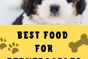 Top Choices: Best Food for Bernedoodles Guide & Reviews | World’s Most Delicious Foods: Must-Try Dishes from Every Country