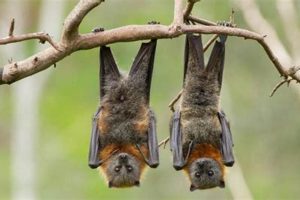Bat Fasting: How Long Can Bats Live Without Food? World’s Most Delicious Foods: Must-Try Dishes from Every Country Bat Fasting: How Long Can Bats Live Without Food? | World’s Most Delicious Foods: Must-Try Dishes from Every Country