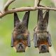 Bat Fasting: How Long Can Bats Live Without Food? | World’s Most Delicious Foods: Must-Try Dishes from Every Country
