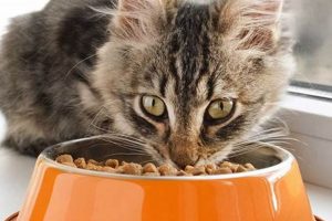 Guide: Can a 4 Year Old Cat Eat Senior Food? [Pros & Cons] | World’s Most Delicious Foods: Must-Try Dishes from Every Country