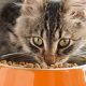 Guide: Can a 4 Year Old Cat Eat Senior Food? [Pros & Cons] | World’s Most Delicious Foods: Must-Try Dishes from Every Country