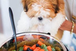 Making Homemade Vegan Dog Food: Recipes & Tips! | World’s Most Delicious Foods: Must-Try Dishes from Every Country