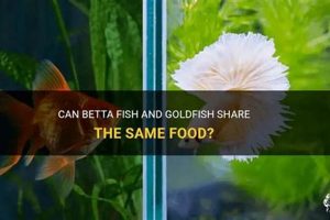 Betta Basics: Can Betta Fish Eat Goldfish Food? Dangers! | World’s Most Delicious Foods: Must-Try Dishes from Every Country