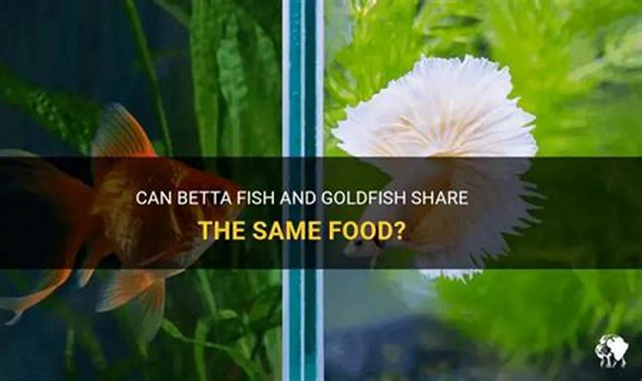 Betta Basics: Can Betta Fish Eat Goldfish Food? Dangers! | World’s Most Delicious Foods: Must-Try Dishes from Every Country