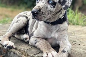 Best Dog Food for Catahoula Leopard Dogs: Fueling Their Health! | World’s Most Delicious Foods: Must-Try Dishes from Every Country
