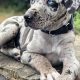 Best Dog Food for Catahoula Leopard Dogs: Fueling Their Health! | World’s Most Delicious Foods: Must-Try Dishes from Every Country