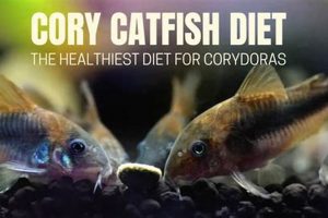 The *BEST* Best Food for Cory Cats *GUIDE* | World’s Most Delicious Foods: Must-Try Dishes from Every Country