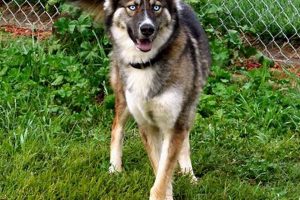 Top Picks: Best Dog Food for Husky Shepherd Mix Guide | World’s Most Delicious Foods: Must-Try Dishes from Every Country