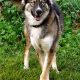 Top Picks: Best Dog Food for Husky Shepherd Mix Guide | World’s Most Delicious Foods: Must-Try Dishes from Every Country
