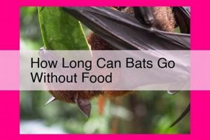 Bat Fasting: How Long Can Bats Survive Without Food, Really? World’s Most Delicious Foods: Must-Try Dishes from Every Country Bat Fasting: How Long Can Bats Survive Without Food, Really? | World’s Most Delicious Foods: Must-Try Dishes from Every Country