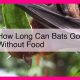 Bat Fasting: How Long Can Bats Survive Without Food, Really? | World’s Most Delicious Foods: Must-Try Dishes from Every Country