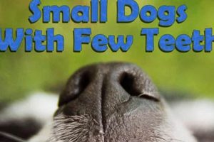 Top Foods: Best Dog Food for Older Small Dogs (Few Teeth) Tips! | World’s Most Delicious Foods: Must-Try Dishes from Every Country